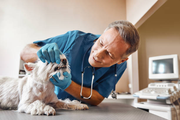 Best Emergency Tooth Extraction in Waynesville, NC